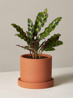 Calathea Rattlesnake